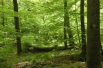 Wald-Impressionen